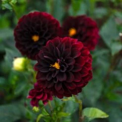 Dahlia 'La Recoleta' -Verdelyn Sales x600 39590