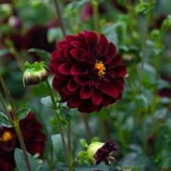 Dahlia 'La Recoleta' -Verdelyn Sales x600 39591