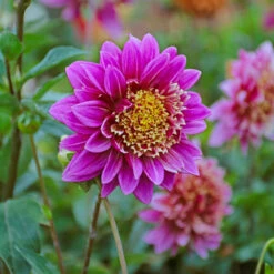 Dahlia 'Take Off' -Verdelyn Sales x600 39594