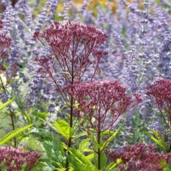 Eupatorium Purpureum Euphoria™ Ruby -Verdelyn Sales x600 39627