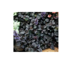 Ajuga Reptans 'Black Scallop' -Verdelyn Sales x600 3967