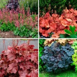 Four Of A Kind Heuchera 9 Four Of A Kind Heuchera -Verdelyn Sales x600 39749