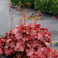 Four Of A Kind Heuchera 8 Four Of A Kind Heuchera -Verdelyn Sales x600 39750