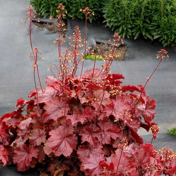 Four Of A Kind Heuchera 4 Four Of A Kind Heuchera - Image 4