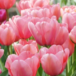 Tulip 'Pink Impression' -Verdelyn Sales x600 39784