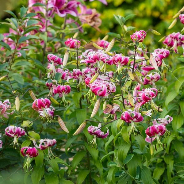 Lilium 'Black Beauty' 3 Lilium 'Black Beauty' - Image 3