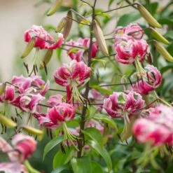 Lilium 'Black Beauty' 8 Lilium 'Black Beauty' -Verdelyn Sales x600 39795