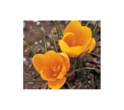 Farewell To Winter Crocus Mix 13 Farewell To Winter Crocus Mix -Verdelyn Sales x600 4014