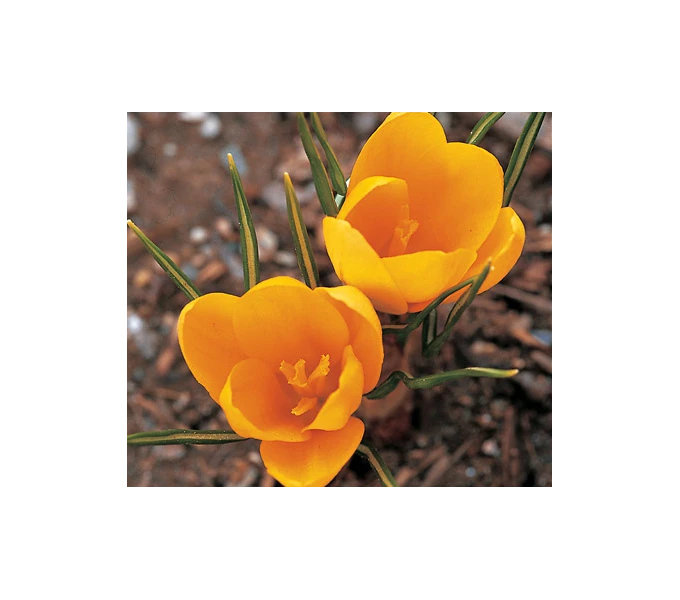 Farewell To Winter Crocus Mix 6 Farewell To Winter Crocus Mix - Image 6