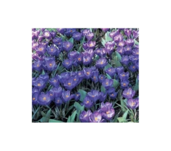 Farewell To Winter Crocus Mix 14 Farewell To Winter Crocus Mix -Verdelyn Sales x600 4015