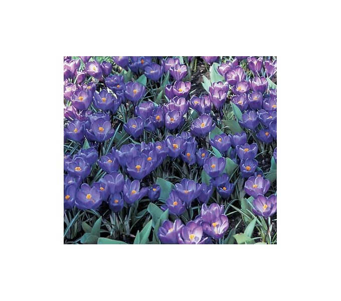 Farewell To Winter Crocus Mix 7 Farewell To Winter Crocus Mix - Image 7