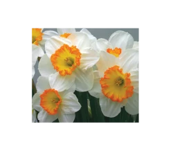 Weatherproof Large-Cupped Daffodil Mix -Verdelyn Sales x600 4020