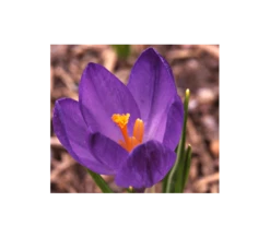 Farewell To Winter Crocus Mix 12 Farewell To Winter Crocus Mix -Verdelyn Sales x600 4024