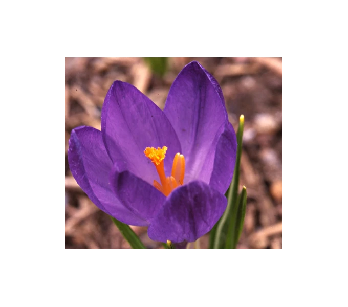 Farewell To Winter Crocus Mix 5 Farewell To Winter Crocus Mix - Image 5