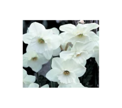 Weatherproof Large-Cupped Daffodil Mix -Verdelyn Sales x600 4064