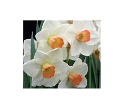 Weatherproof Large-Cupped Daffodil Mix -Verdelyn Sales x600 4068