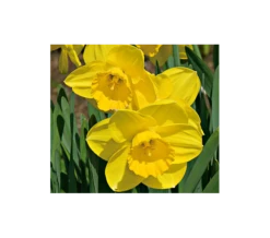 Weatherproof Large-Cupped Daffodil Mix -Verdelyn Sales x600 4074