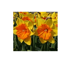 Weatherproof Large-Cupped Daffodil Mix -Verdelyn Sales x600 4099