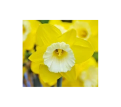 Weatherproof Large-Cupped Daffodil Mix -Verdelyn Sales x600 4102