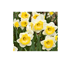 Weatherproof Large-Cupped Daffodil Mix -Verdelyn Sales x600 4114