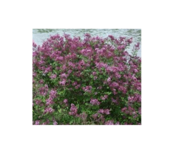 Syringa Bloomerang® Dark Purple -Verdelyn Sales x600 4366