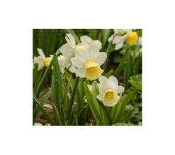 Weatherproof Large-Cupped Daffodil Mix -Verdelyn Sales x600 4852