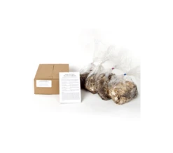 Wings Over Water Siberian Iris Collection -Verdelyn Sales x600 886