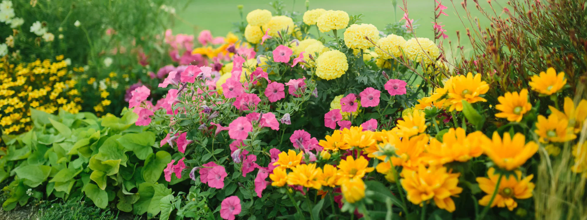 Verdelyn Sales -Verdelyn Sales PERENIALZ